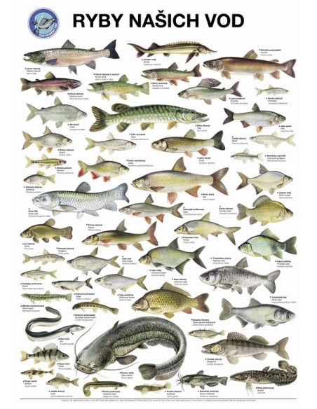 Plakát Ryby našich vod s lištami na pověšení