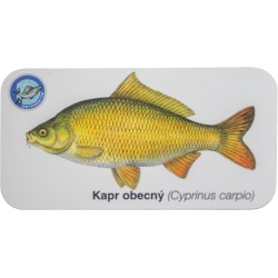 Magnetky s rybami jednotlivě