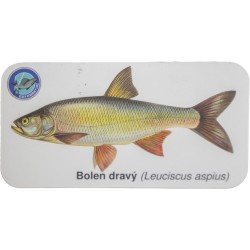 Magnetky s rybami jednotlivě