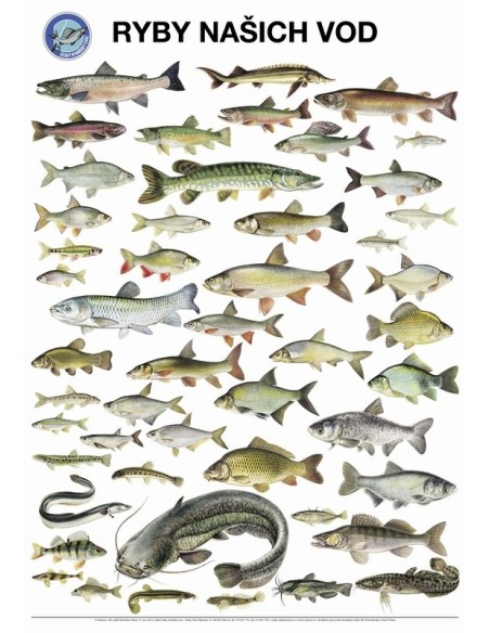 Plakát Ryby našich vod s lištami na pověšení