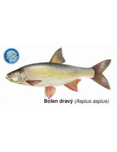 Magnetka Bolen dravý