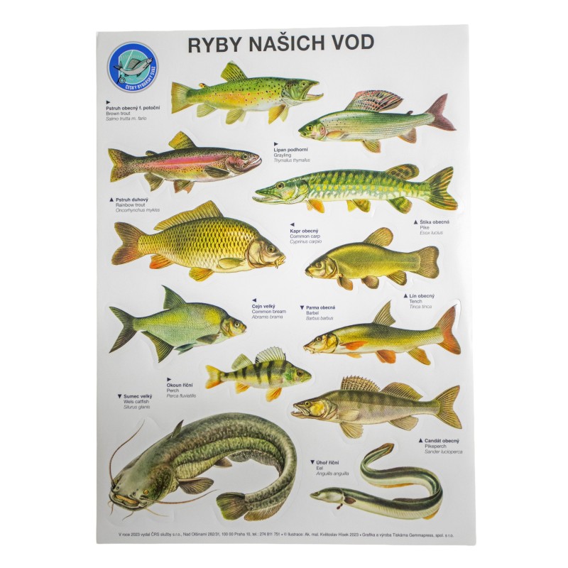 Plakát ryb našich vod